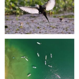 【国庆·杭州·独立营】10.4-10.7，探秘鸟类世界，开启桨板进阶之旅