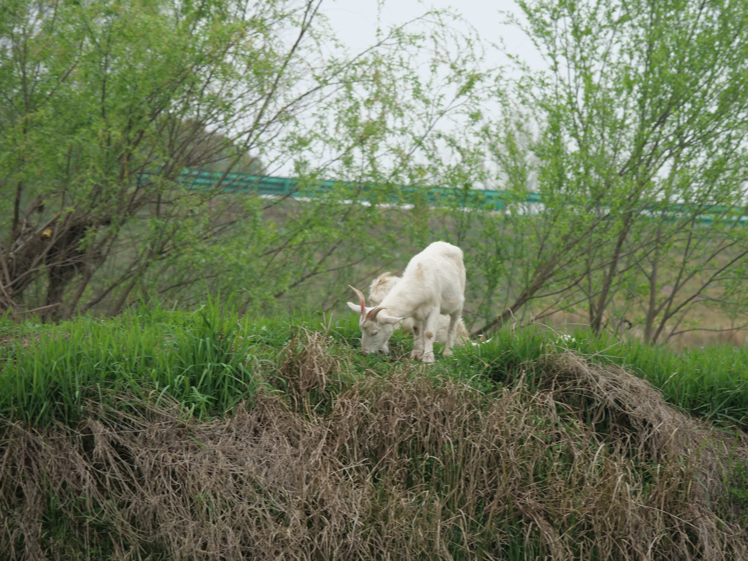 4月25日 东苕溪野趣|寻味之旅 - 图片 8