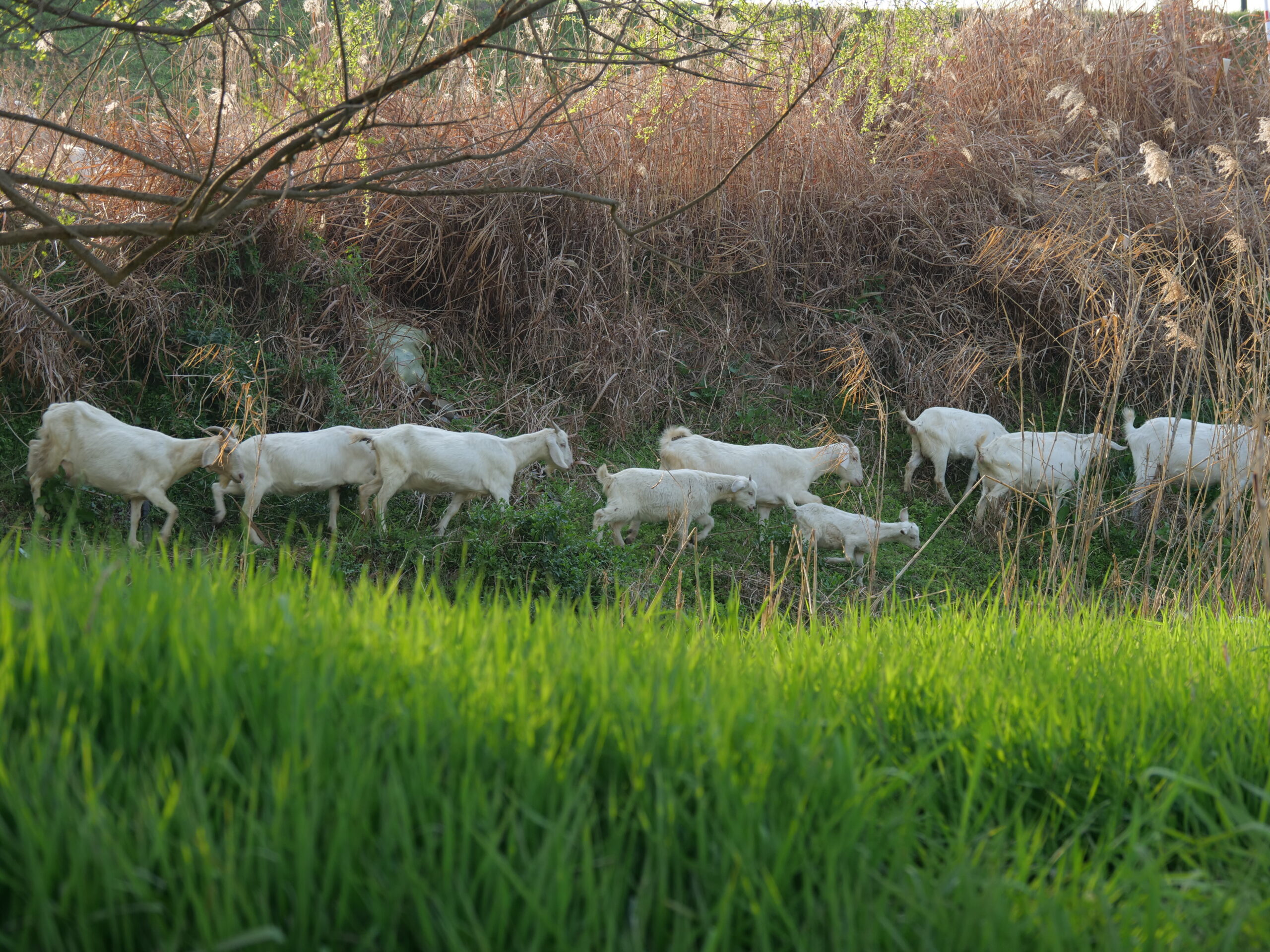 4月25日 东苕溪野趣|寻味之旅 - 图片 10