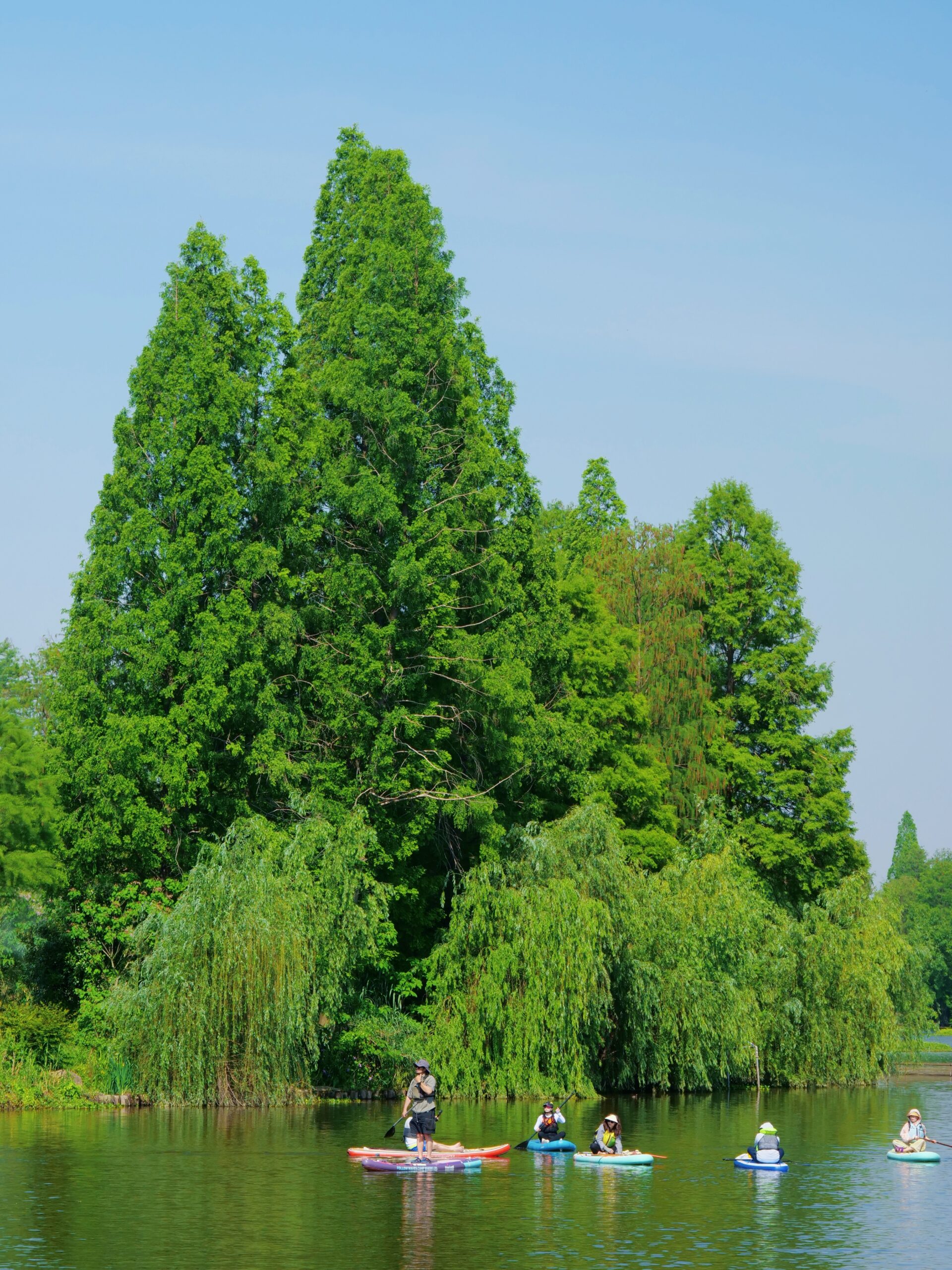 5月16日 野芦湾 苦楝花开之旅 - 图片 5